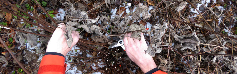 Gräser und Stauden zurückschneiden. erdagarten.de Alles rund um