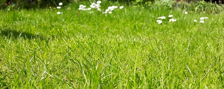 Rasenmähen im Mai erdagarten.de Alles rund um Ihren Garten
